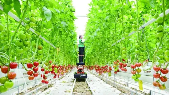La coltura idroponica della serra agricola coltiva i sistemi di coltivazione a flusso e riflusso delle piante per piantare sistemi multistrato